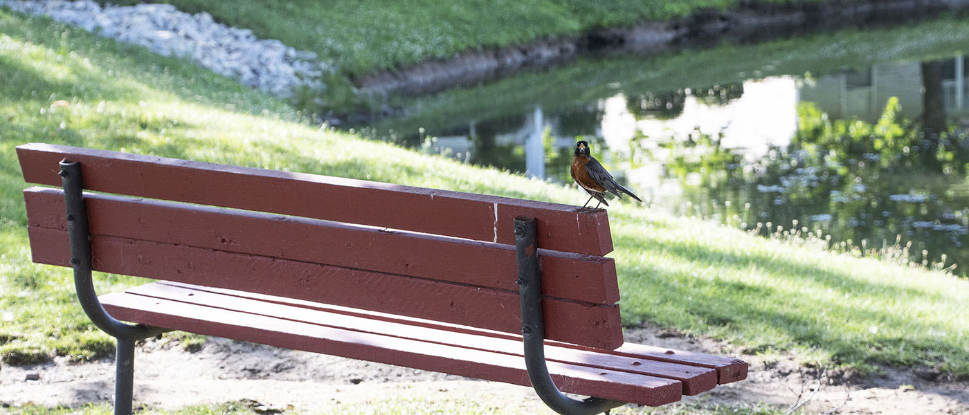 A robin sitting on the back of a bench along a pond
